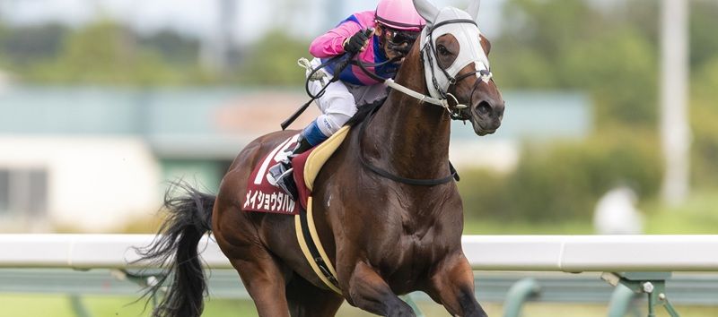 昨年は7人気メイショウタバル推奨！宝塚記念の注目馬は？ | CHECKMATE