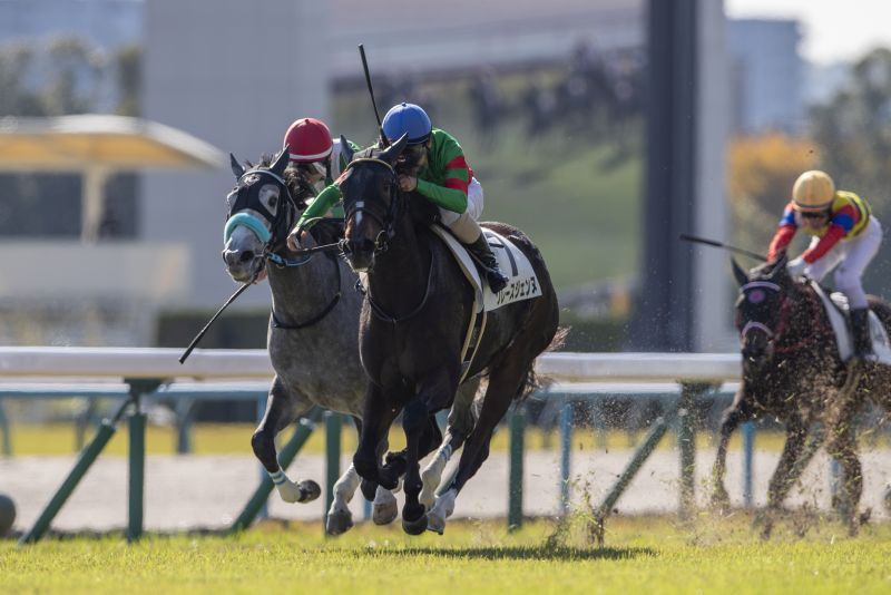 11/15(土)京都5R 2歳新馬 | 直近の的中実績 | 最強の関西馬専門の競馬