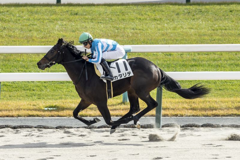 サトノダイヤモンド 新馬戦〜天皇賞・春 ２歳から４歳国内全１０戦現地単勝馬券 サトノダイヤモンド 新馬戦〜天皇賞・春 2歳から4歳国内全10戦現地