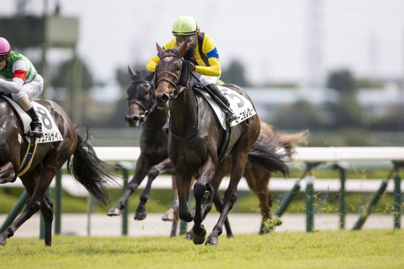 9/27(日)阪神2R 2歳未勝利 | 直近の的中実績 | 最強の関西馬専門の競馬